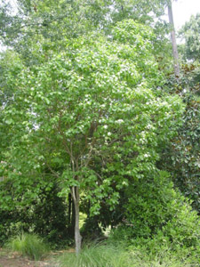 Two-winged Silverbell tree in landscape